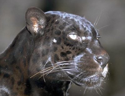 jaguarblack.jpg